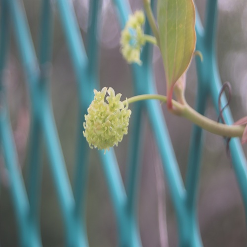 サルトリイバラの花