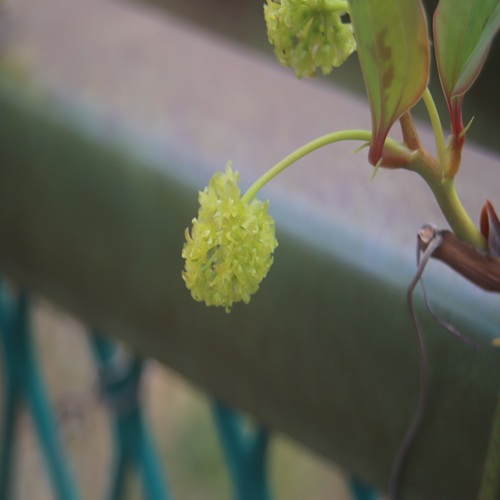 サルトリイバラの花