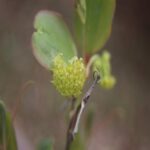 サルトリイバラ