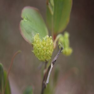サルトリイバラの花