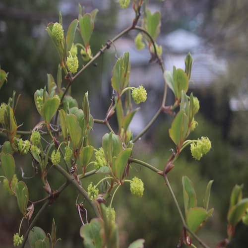 サルトリイバラの花