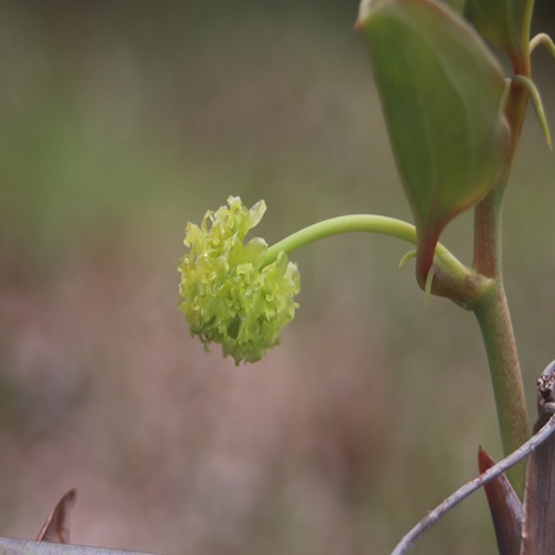 サルトリイバラの花