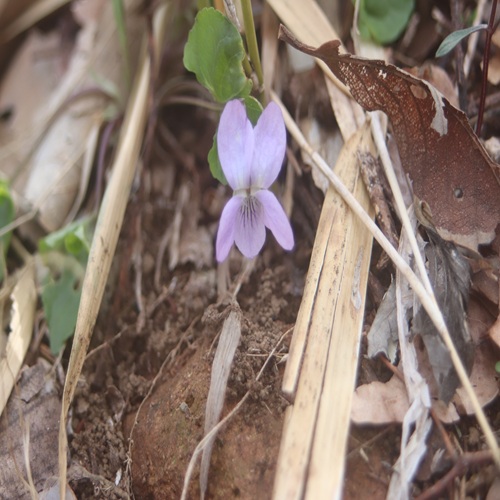 イブキスミレの花
