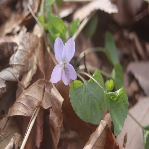 イブキスミレの花