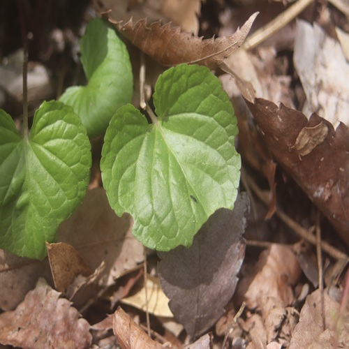 イブキスミレの葉