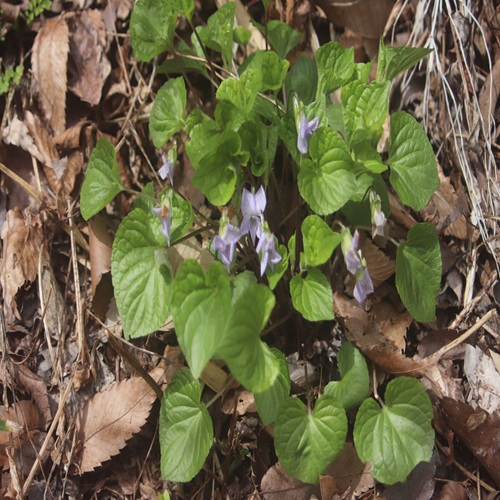 イブキスミレの全体像