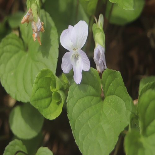 イブキスミレの花