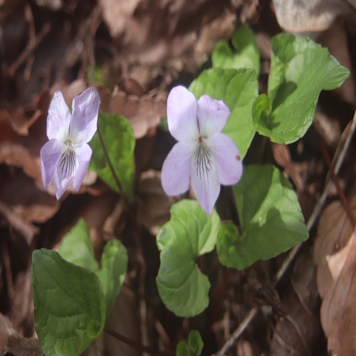 イブキスミレの花