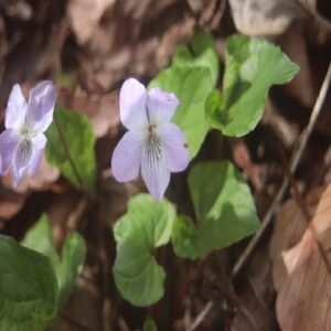 イブキスミレの花
