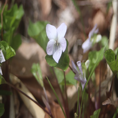 イブキスミレの花