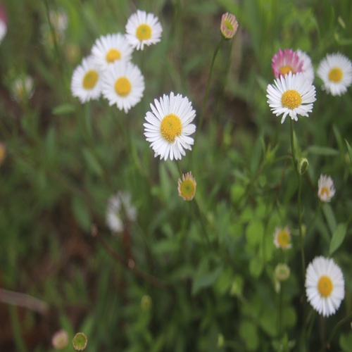 ペラペラヨメナの花