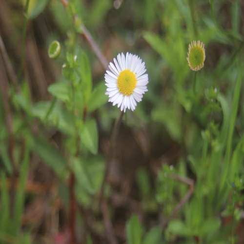 ペラペラヨメナの花