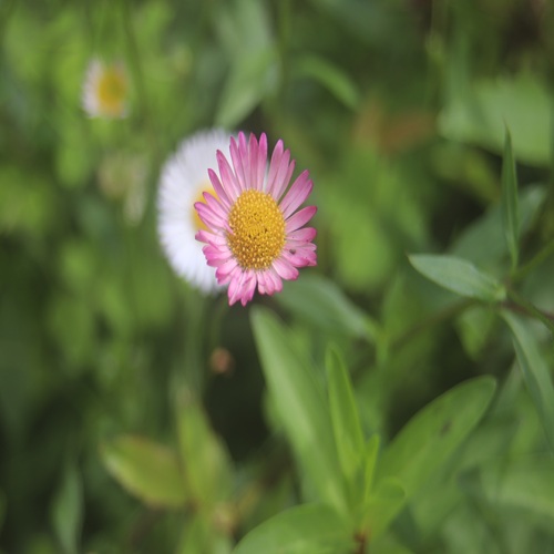 ペラペラヨメナの紅花