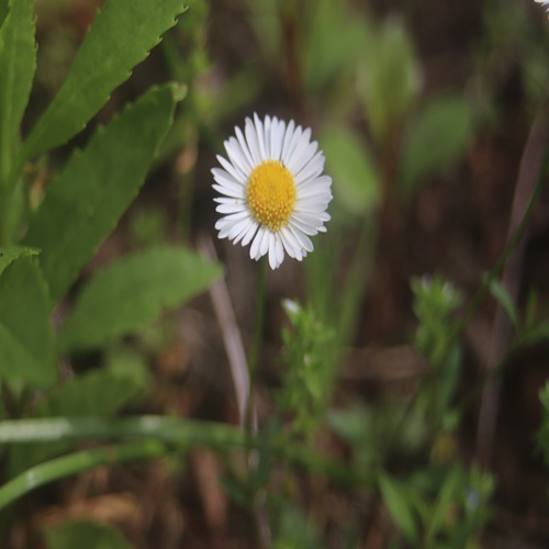 ペラペラヨメナの花