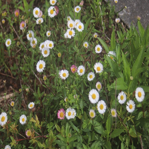 ペラペラヨメナの全体像