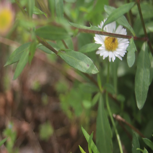 ペラペラヨメナの葉