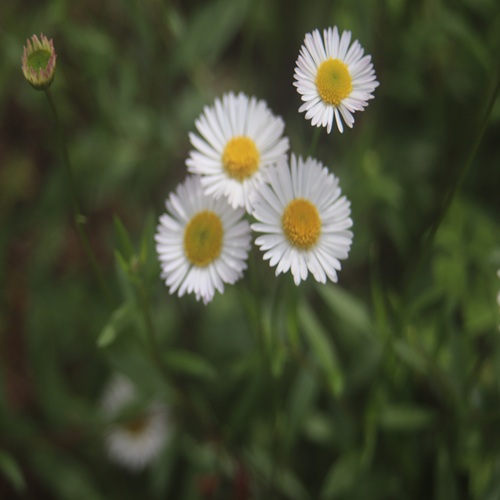 ペラペラヨメナの花