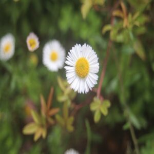 ペラペラヨメナの花