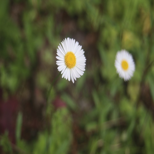 ペラペラヨメナの白花