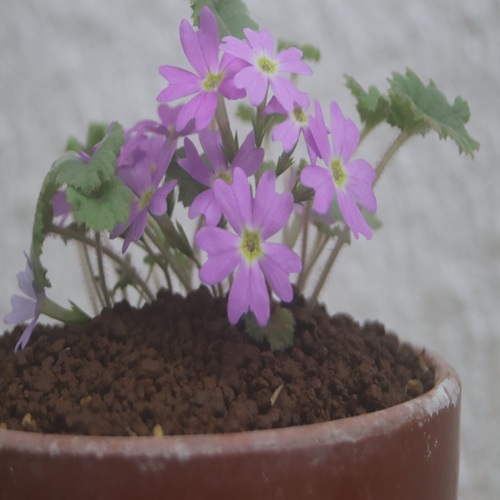 チチブイワザクラの花