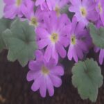 チチブイワザクラ