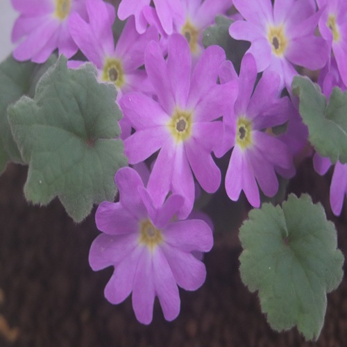 チチブイワザクラの花