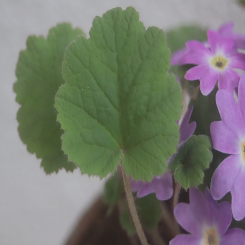 チチブイワザクラの葉