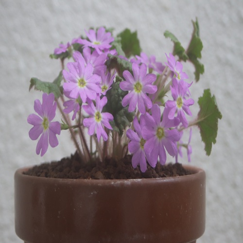 チチブイワザクラの花