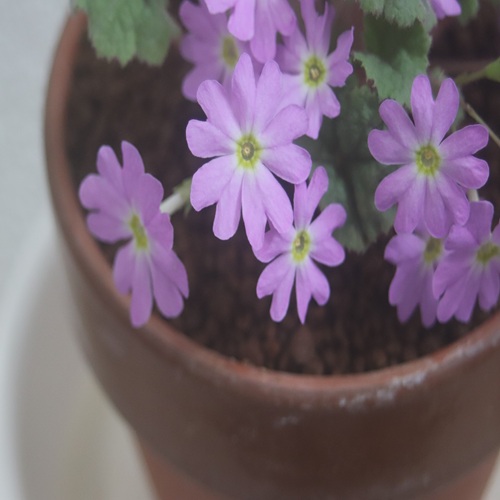 チチブイワザクラの花