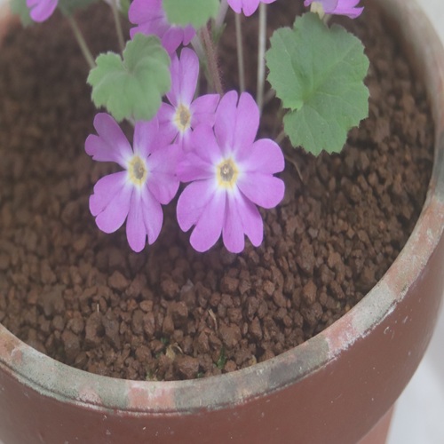 チチブイワザクラの花