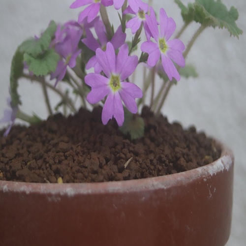 チチブイワザクラの花