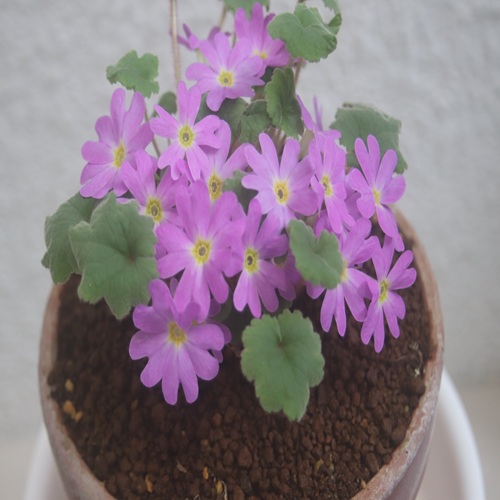 チチブイワザクラの全体像