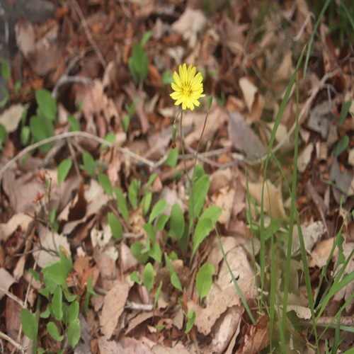 ジシバリの全体像