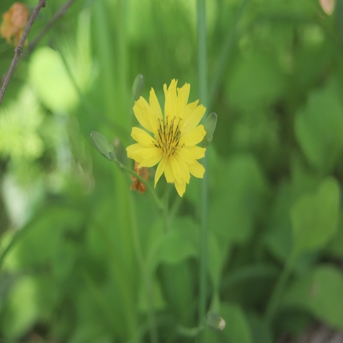 オオジシバリの花
