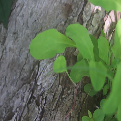 オオジシバリの葉