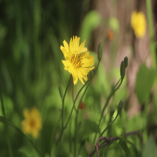 オオジシバリの花