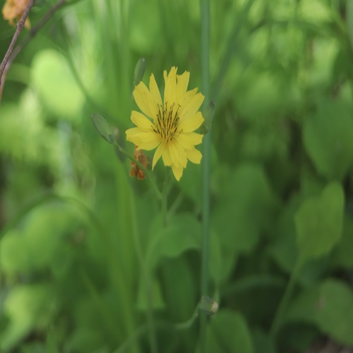 オオジシバリの花