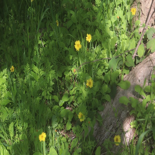 オオジシバリの花の群落
