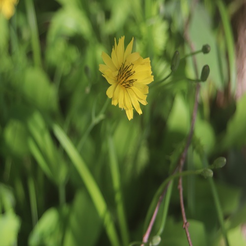 オオジシバリの花