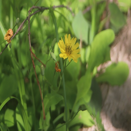 オオジシバリの花