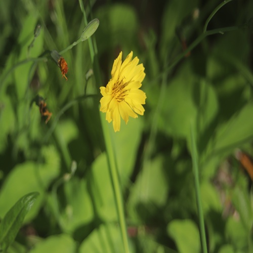 オオジシバリの花