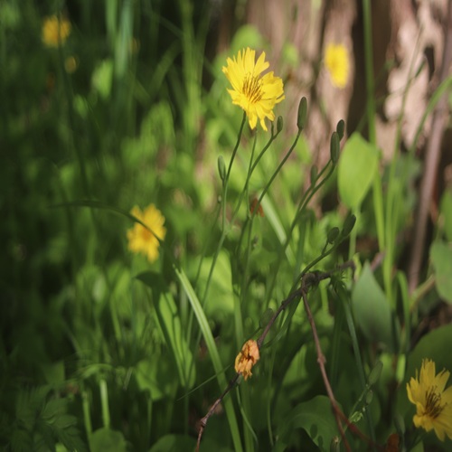 オオジシバリの全体像