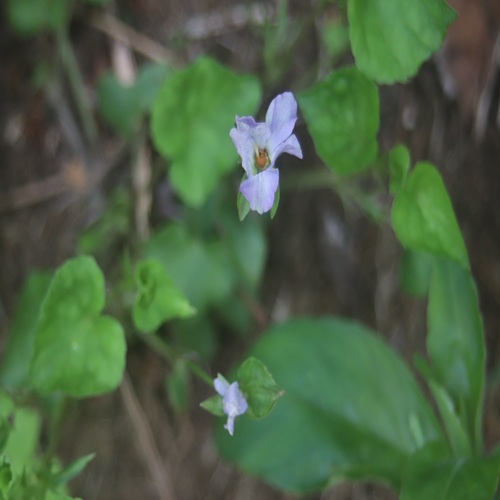 ソラムキタチツボスミレの花