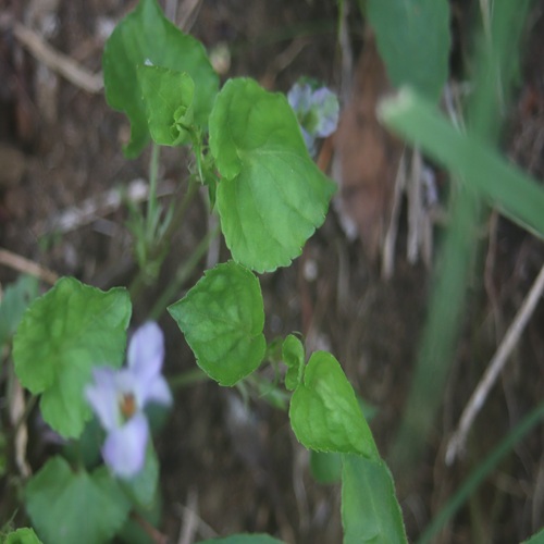 ソラムキタチツボスミレの葉