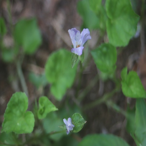 ソラムキタチツボスミレの花