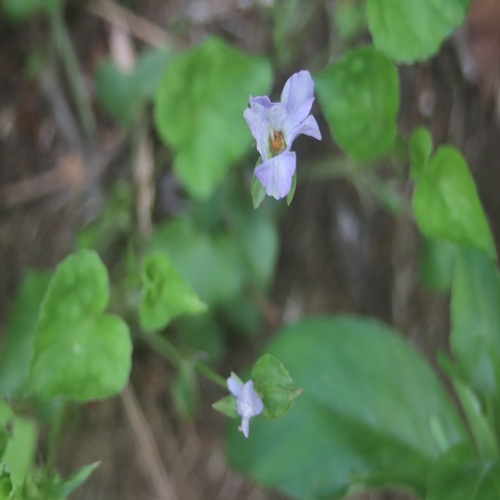 ソラムキタチツボスミレの花