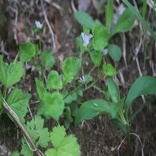 ソラムキタチツボスミレの全体像