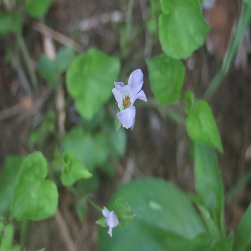 ソラムキタチツボスミレの花