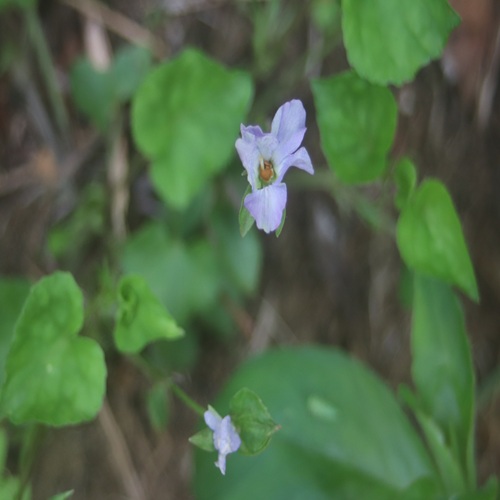 ソラムキタチツボスミレの花