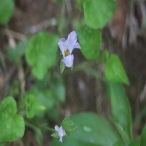 ソラムキタチツボスミレの花